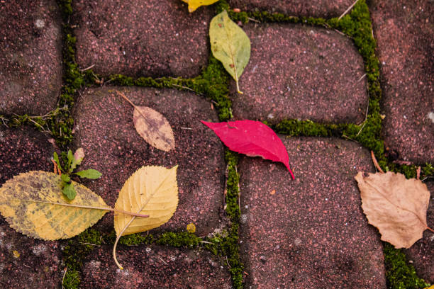 Fall. Orange leaves on the ground. Leaves between the grass