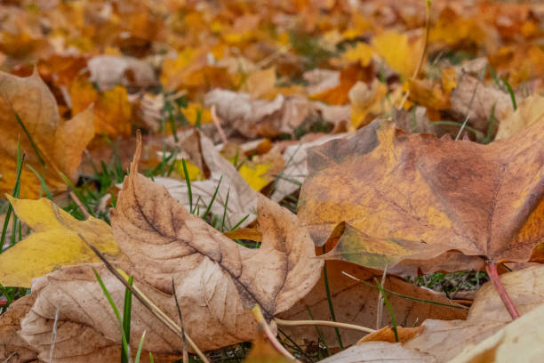 istock The ground is covered with autumn leaves 2169047185