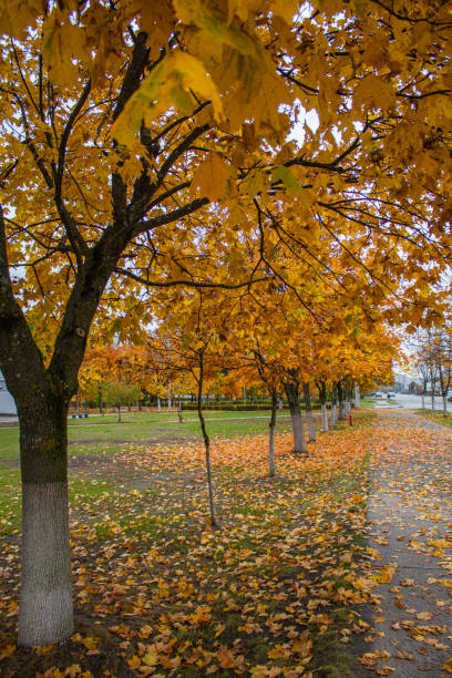 istock an autumn park in the city 2169047189