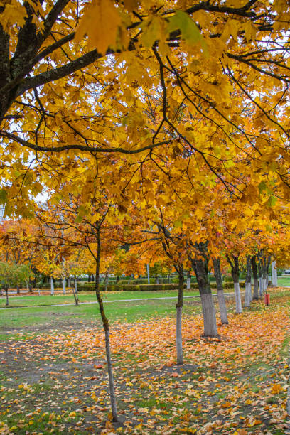 istock an autumn park in the city 2169047233