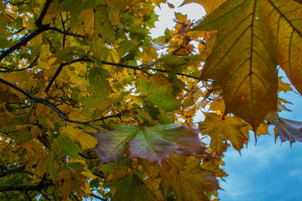 autumn leaves. Orange leaves on trees