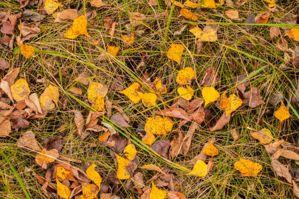 istock The ground is covered with autumn leaves 2169047866
