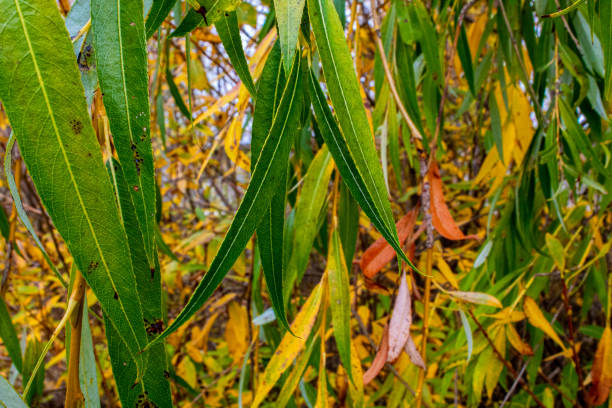 The trees have yellowed leaves. October. Nature