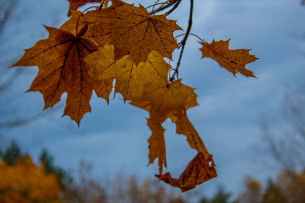 autumn leaves. Orange leaves on trees