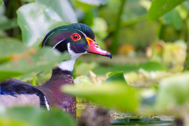 A colorful male wood duck on the Silver River in Ocala, Florida.