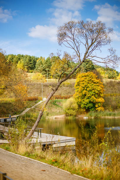 istock A serene park in Vilnius during autumn, featuring a leafless tree leaning over a reflective body of water with a concrete pathway and metal railing 2169049039