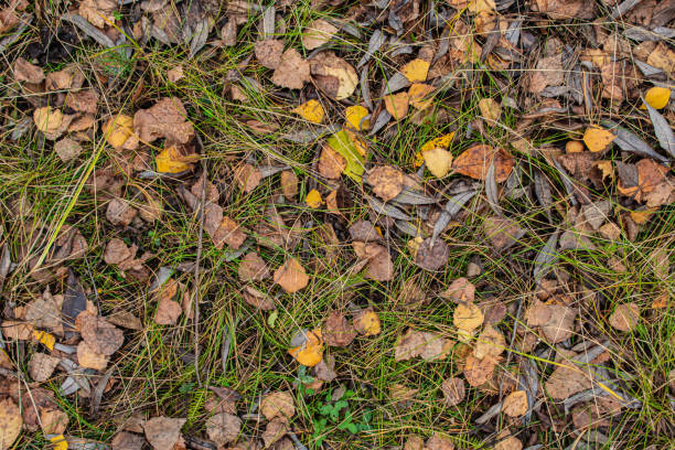 istock Yellow leaves among the small stones 2169049044