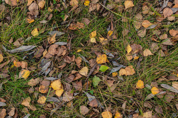 istock Yellow leaves among the small stones 2169049072