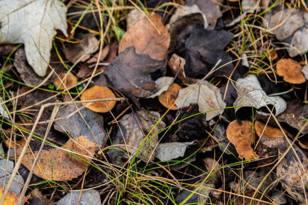 Yellow birch leaves lie on the ground among small stones and grass