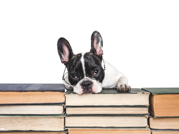 istock Cute puppy and old books. Studio shot 2169050757