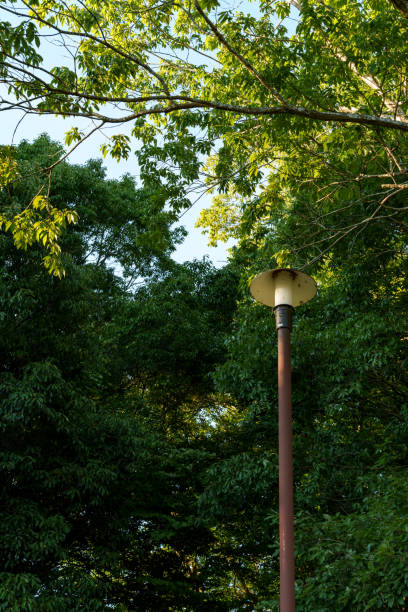 istock Street lights in a park surrounded by greenery 2169053602