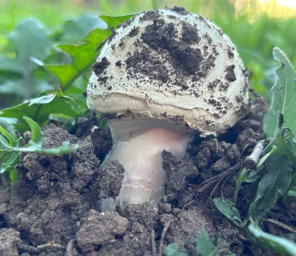 istock Mushroom Bloom pushing up thru the earth 2169062714