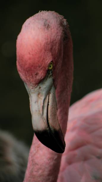 istock Angry flamengo 2169063486