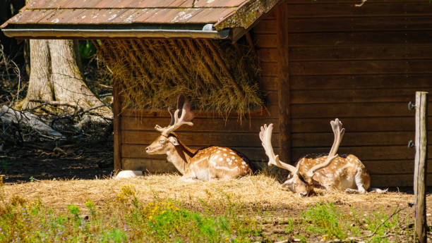 istock Animals park with fallow deer, France 2169065347