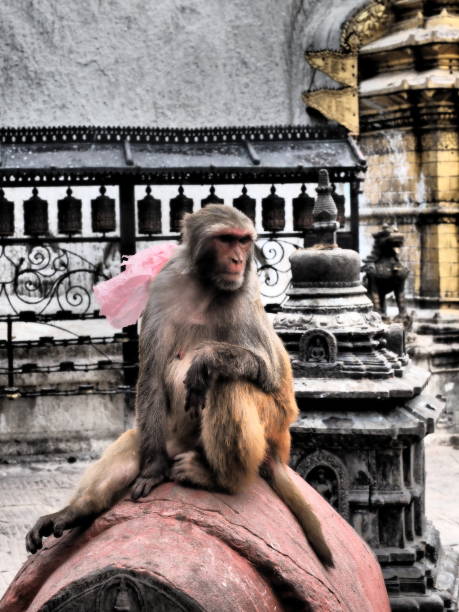 Swayambhunath is an ancient religious complex atop a hill in the Kathmandu Valley, west of Kathmandu city