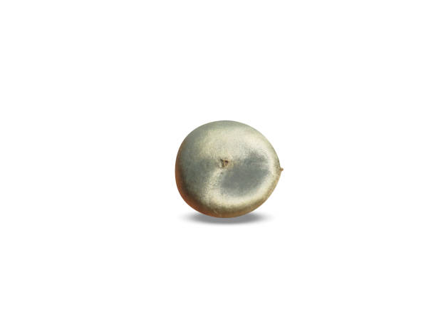istock Strychnos nux vomica seed 2169068490