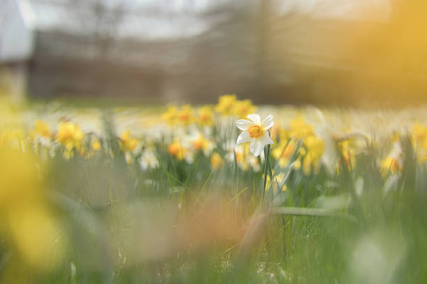 Daffodils in the meadow