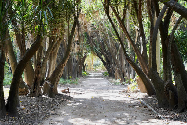 istock Walkway in Hamma Garden 2169071123