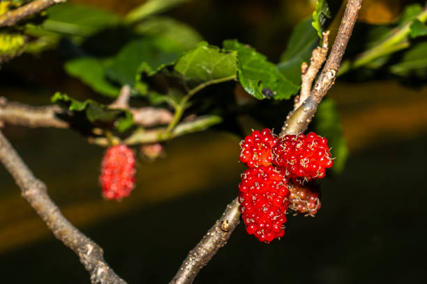 Close up of black mulberry berries (Morus nigra) ripen on a tree branch in Brazil. Selective focus