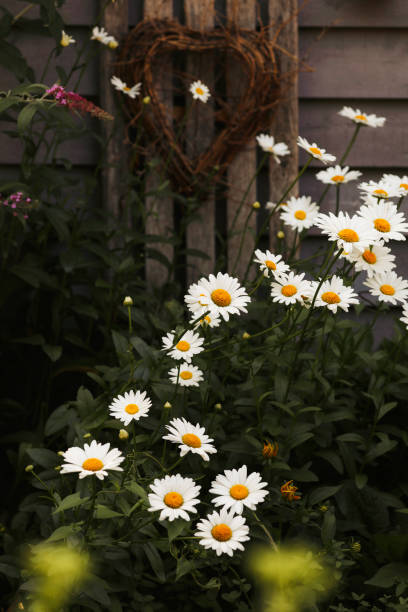 istock Daisies in a Garden 2169081067