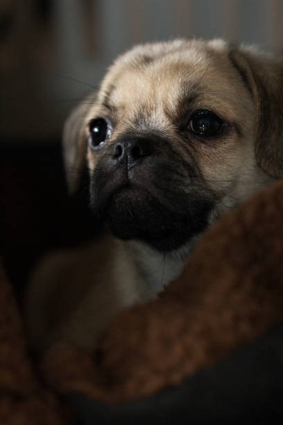 A tired puppy pug lays down in his soft brown bed inside his crate.