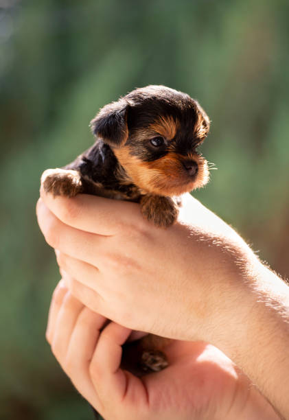 Happy puppy dog getting pet on the head