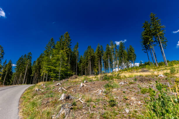 at the forest meadow on the Rennsteig