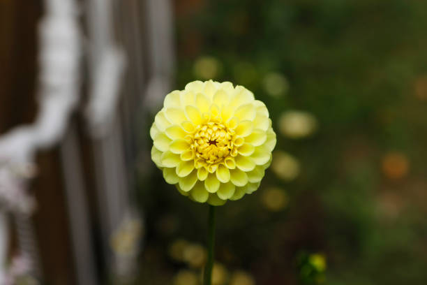 Yellow flowers of a dahlia against a light blue background.