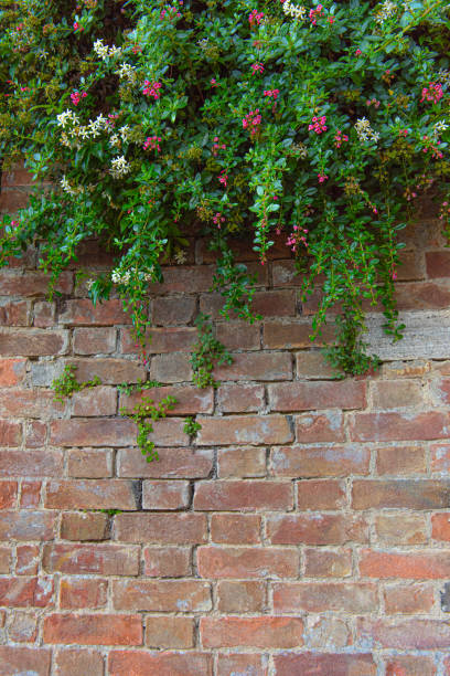 istock Brick Wall with Blooming Escallonia Plant 2169084333