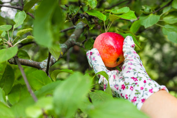Picking a red apple