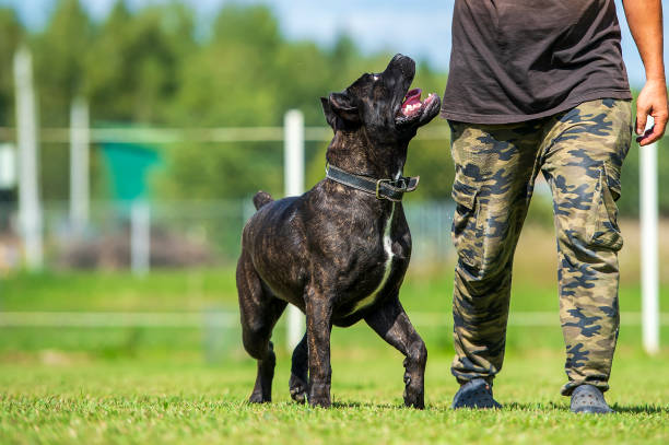 istock Cane corso italiano dog and its owner playing on a field 2169090122