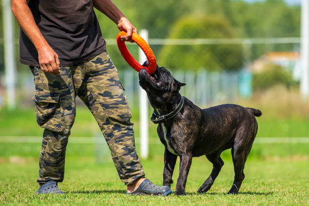 istock Cane corso italiano playing with an orange ring on a green meadow 2169090214
