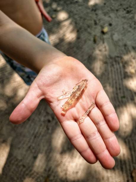istock Child's hand holding tree sap 2169090415
