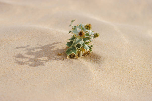 Small sea holly stands resilient in the sunlit sand.