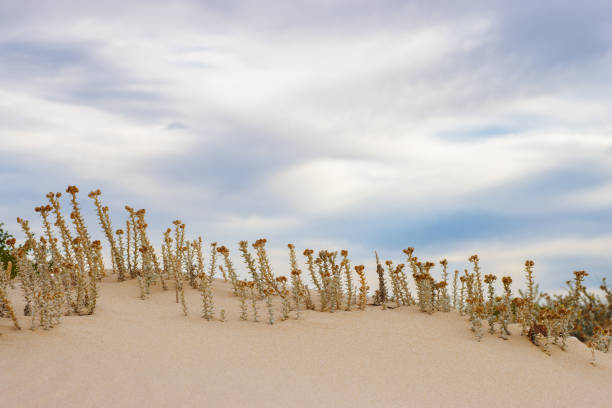Dry cottonweed stems stand resilient against the wind on a coastal dune.