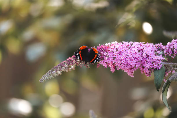 istock Butterfly on Buddleia Blossom 2169098379