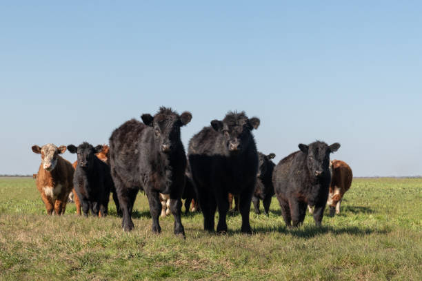 istock Herd of young cows 2169098945