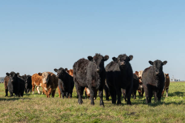 istock Herd of young cows 2169098948