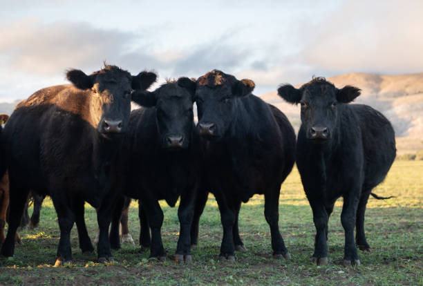 istock Herd of young cows 2169099065