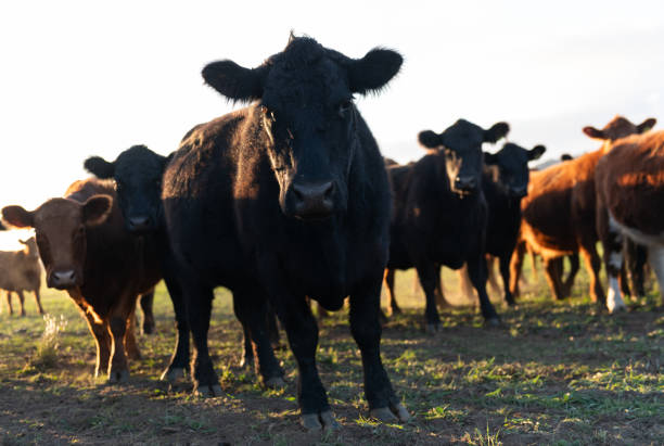 istock Herd of young cows 2169099066