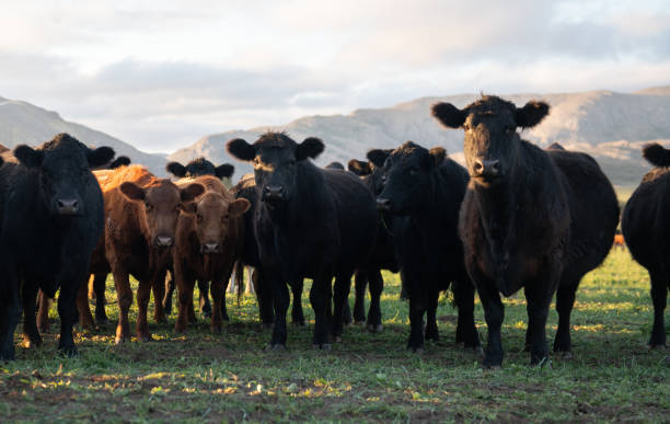 istock Herd of young cows 2169099087