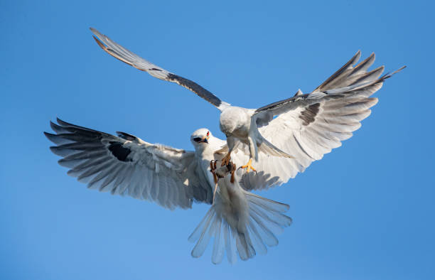 White-tailed kites are extremely beautiful birds of prey that have a unique system of feeding the family.  After the male hunts for a small rodent, like pictured here, it transfers the prey mid-air to the mother so she can feed their offspring.  I captured this intriguing process in a beautiful moment where the female and male had their wings and feathers spread wide open, the feathers illuminated by the sun.