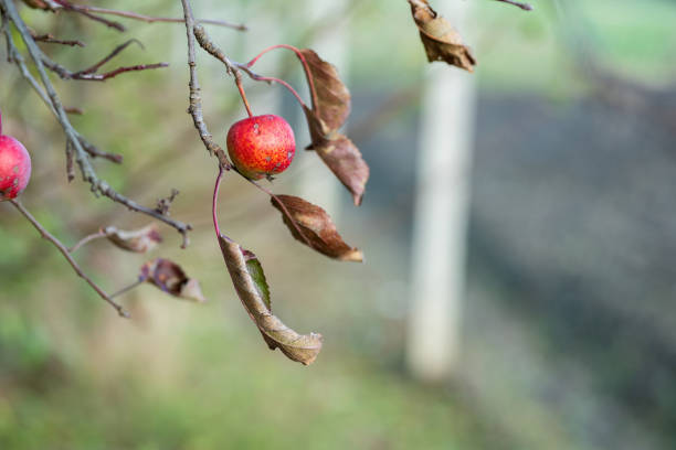 Ripe red apple on a tree at autumn.