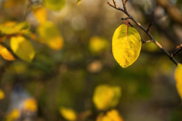 A closeup image of a single yellow autumn leaf hanging from a tree branch, with a blurred background of other foliage. The leaf's vibrant color contrasts with the dark, bare branches, capturing the essence of the fall season.