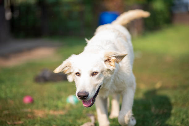 Playful golden retriever dog is walking in public park.