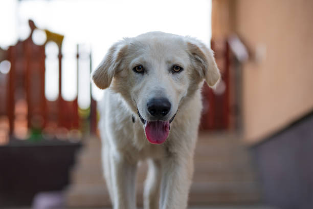 Close-up of a white Labrador dog.