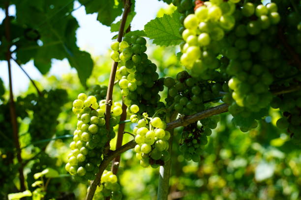istock Green grapevine closeup. Ripe grapes. Vineyard. 2169104062