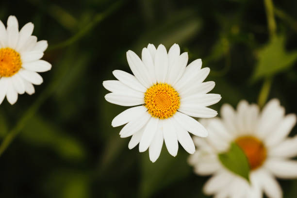 Beautiful daisies in a garden.