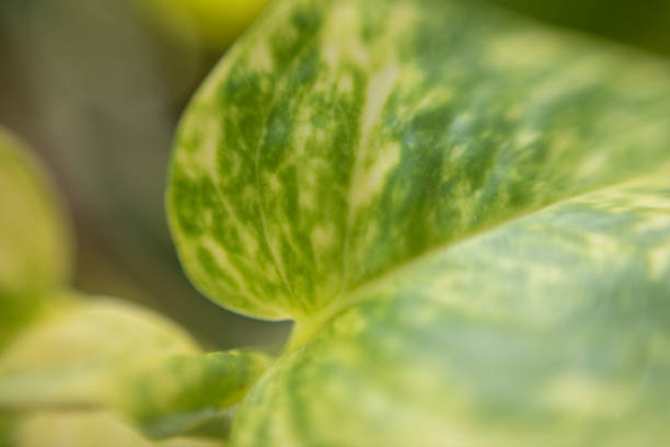 High-resolution macro image of a mixed-color Pothos plant, emphasizing the vibrant green and yellow variegation of its leaves. This close-up captures the detailed textures and natural patterns, making it perfect for themes related to houseplants, botanical beauty, and interior greening. Ideal for design projects, editorial content, and marketing materials focused on sustainable living, indoor gardening, and eco-friendly decor. Keywords: variegated Pothos, macro photography, leaf patterns, indoor plants, green foliage, botanical textures, houseplant decor, natural beauty.