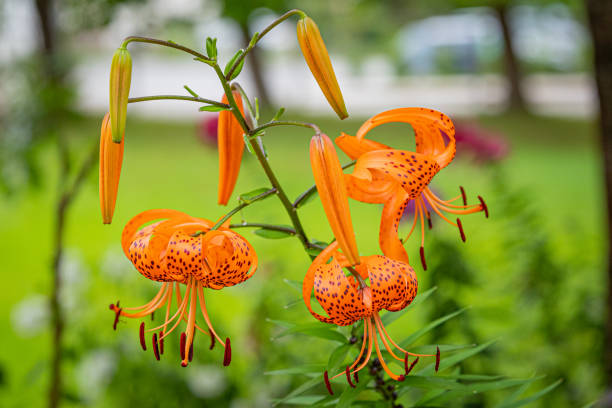 Lilium lancifolium, commonly called “tiger lily”, is a species of lily, native to East Asia including Japan and China. It is in flower from mid to late summer (July to September). It bears bright and showy, orange-colored flowers covered with black or deep crimson spots, giving the appearance of the skin of tiger, hence its common name.Each flower consists of 6 strongly curved tepals, forming a funnel form corolla that is turned inside out, 6 strongly exerted stamens, a strongly exerted style with a tripartite stigma, and an ovary. The style and filaments of the stamens are whitish orange and filiform. The anthers are long, narrow, and dark-colored; their pollen is rust-colored.